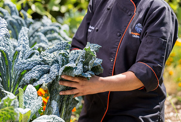 chef harvesting kale in Callahan Food Forest