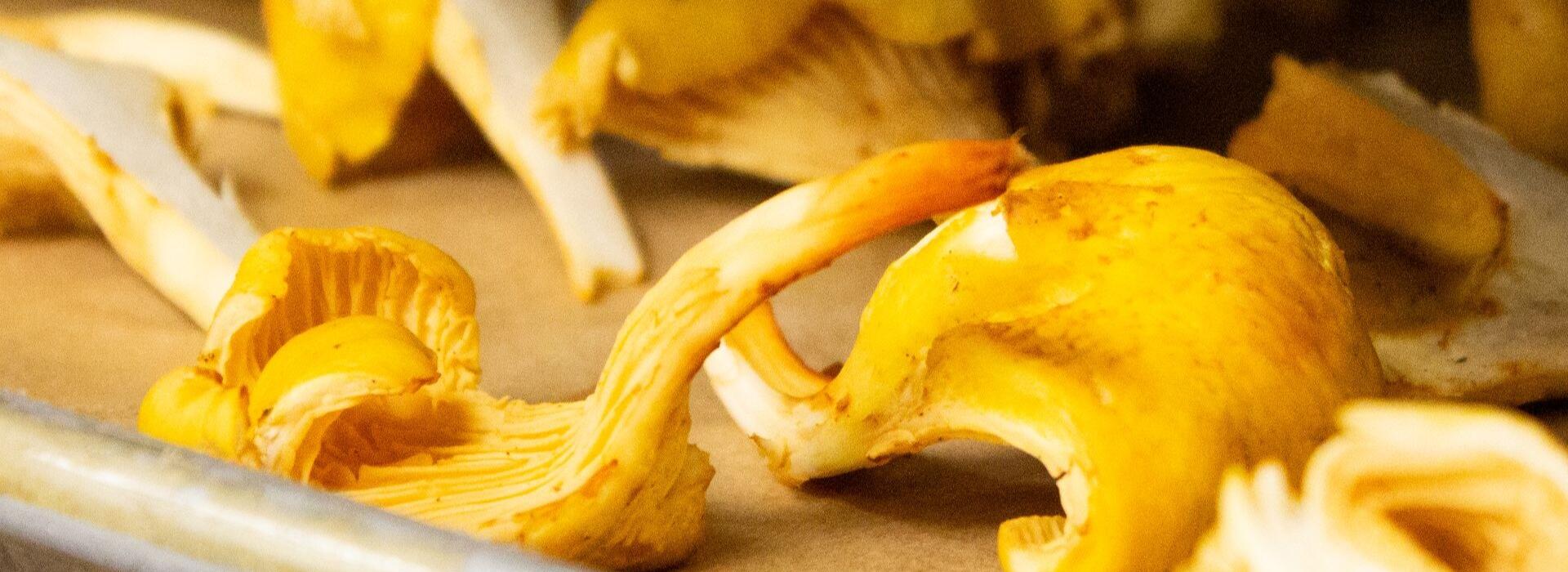 Close up of shredded mushroom.